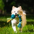 Pet Essentials