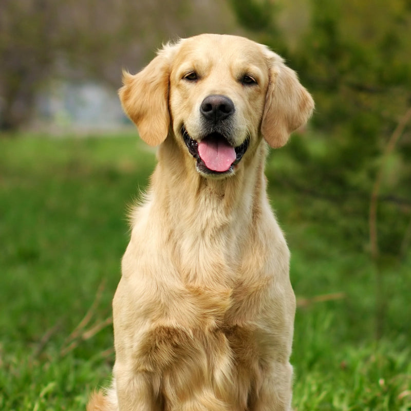 Grooming & Care