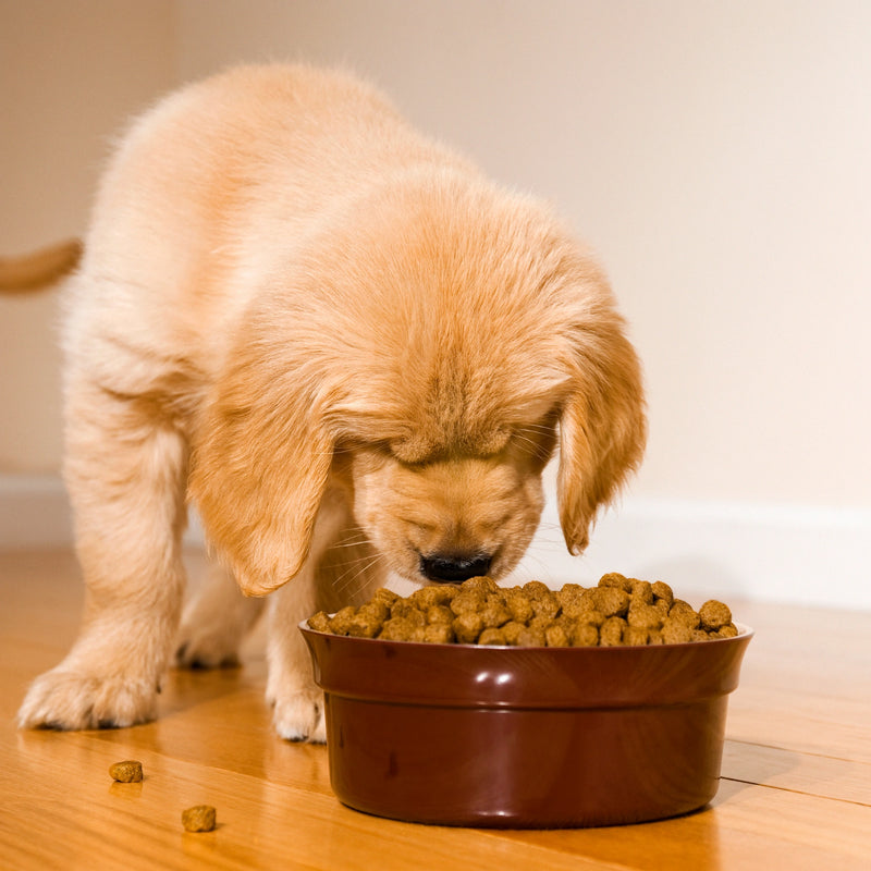 Feeding & Hydration