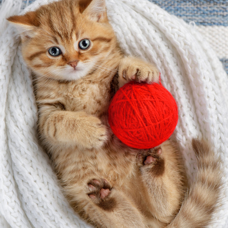 Toys & Enrichment